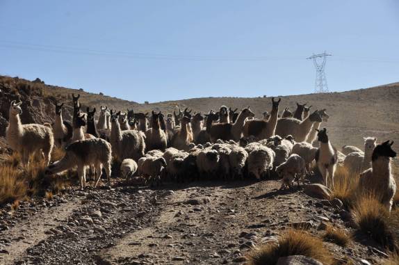 Lhamas e ovelhas bloqueiam estrada aos pés do Chacaltaya, na Bolívia